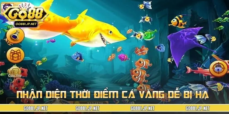 Canh đúng thời điểm hạ gục cá vàng